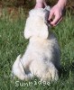 A photo of Yogi, a white standard poodle puppy