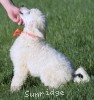 A photo of Olin, a white standard poodle puppy