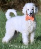 A photo of Olin, a white standard poodle puppy