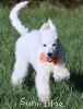 A photo of Olin, a white standard poodle puppy