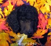 A photo of Sunridge Midnight Warrior, a blue standard poodle