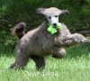 A photo of Genoa, a silver standard poodle puppy