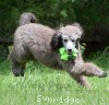 A photo of Genoa, a silver standard poodle puppy