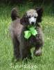 A photo of Genoa, a silver standard poodle puppy