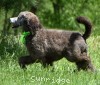 A photo of Genoa, a silver standard poodle puppy