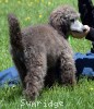 A photo of Genoa, a silver standard poodle puppy