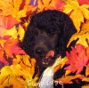 A photo of Sunridge Midnight Warrior, a blue standard poodle