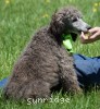 A photo of Genoa, a silver standard poodle puppy