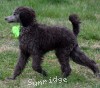A photo of Genoa, a silver standard poodle puppy