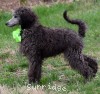 A photo of Genoa, a silver standard poodle puppy