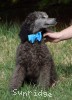 A photo of Sunridge Knight's Dreamz of Silver, a silver standard poodle