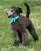 A photo of Sunridge Knight's Dreamz of Silver, a silver standard poodle