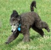 A photo of Sunridge Knight's Dreamz of Silver, a silver standard poodle