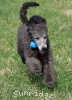 A photo of Sunridge Knight's Dreamz of Silver, a silver standard poodle