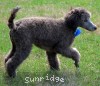 A photo of Sunridge Knight's Dreamz of Silver, a silver standard poodle