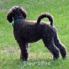 A photo of Sunridge Knight's Dreamz of Silver, a silver standard poodle