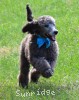 A photo of Sunridge Knight's Dreamz of Silver, a silver standard poodle