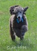 A photo of Sunridge Knight's Dreamz of Silver, a silver standard poodle