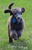 A photo of Sunridge Knight's Dreamz of Silver, a silver standard poodle