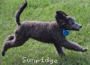 A photo of Sunridge Knight's Dreamz of Silver, a silver standard poodle