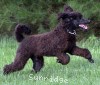 A photo of Brody, a blue standard poodle puppy