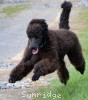A photo of Brody, a blue standard poodle puppy