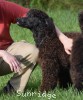 A photo of Brody, a blue standard poodle puppy