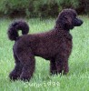 A photo of Brody, a blue standard poodle puppy