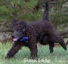 A photo of Brody, a blue standard poodle puppy