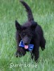 A photo of Baldwin, a blue standard poodle puppy