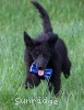 A photo of Ianto, a blue standard poodle