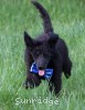 A photo of Baldwin, a blue standard poodle