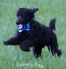 A photo of Ianto, a blue standard poodle