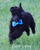 A photo of Ianto, a blue standard poodle
