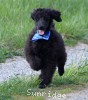 A photo of Ianto, a blue standard poodle