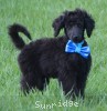 A photo of Ianto, a blue standard poodle