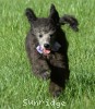 A photo of Lester, a silver standard poodle puppy