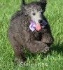 A photo of Lester, a silver standard poodle puppy