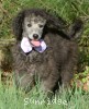 A photo of Lester, a silver standard poodle puppy