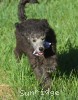 A photo of Lester, a silver standard poodle puppy