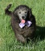 A photo of Lester, a silver standard poodle puppy