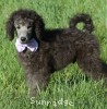 A photo of Lester, a silver standard poodle puppy