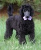 A photo of Phileas, a blue standard poodle puppy