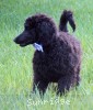 A photo of Phileas, a blue standard poodle puppy