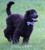 A photo of Phileas, a blue standard poodle puppy