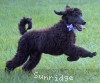 A photo of Phileas, a blue standard poodle puppy