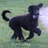 A photo of Phileas, a blue standard poodle puppy