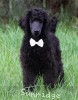 A photo of Ward, a blue standard poodle puppy