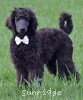 A photo of Ward, a blue standard poodle puppy