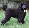 A photo of Ward, a blue standard poodle puppy